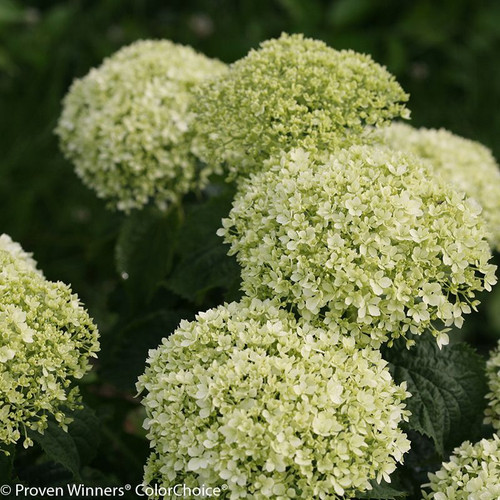 Invincibelle Limetta\u00ae Hydrangea | Plant Addicts