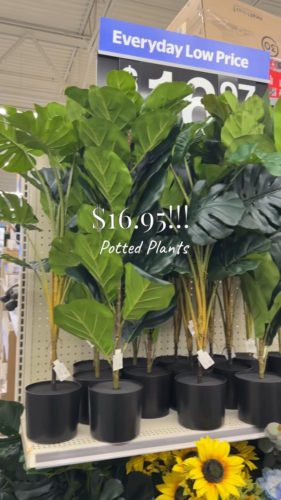 Potted plants for $16.95!!

#LTKfamily #LTKcanada #LTKsummer