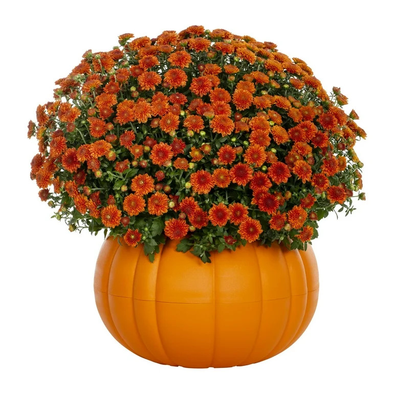 Better Homes & Gardens 3QT Orange Mum Full Sun Live Plant (1-Pack) in Orange Pumpkin Planter | Walmart (US)