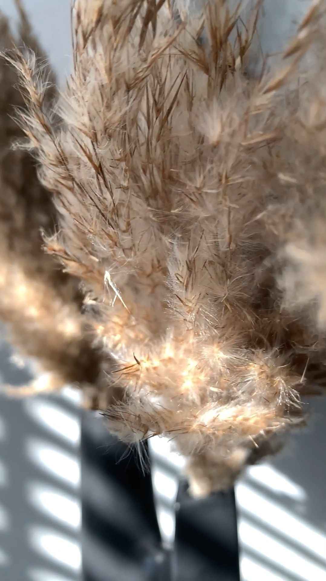 Totally obsessed with my pampas vase arrangement 🤍

Home decor, Target decor, target finds, vase, pampas grass, dried florals, fall decor, bedroom decor, side table, swivel chair, jeans, black tshirt

#LTKVideo #LTKStyleTip #LTKHome