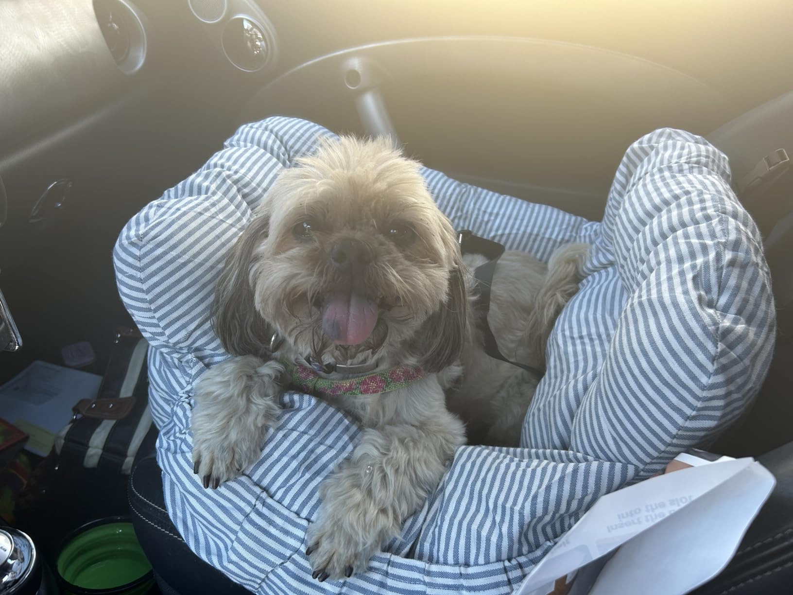 Brand: Petnex | Amazon (US)