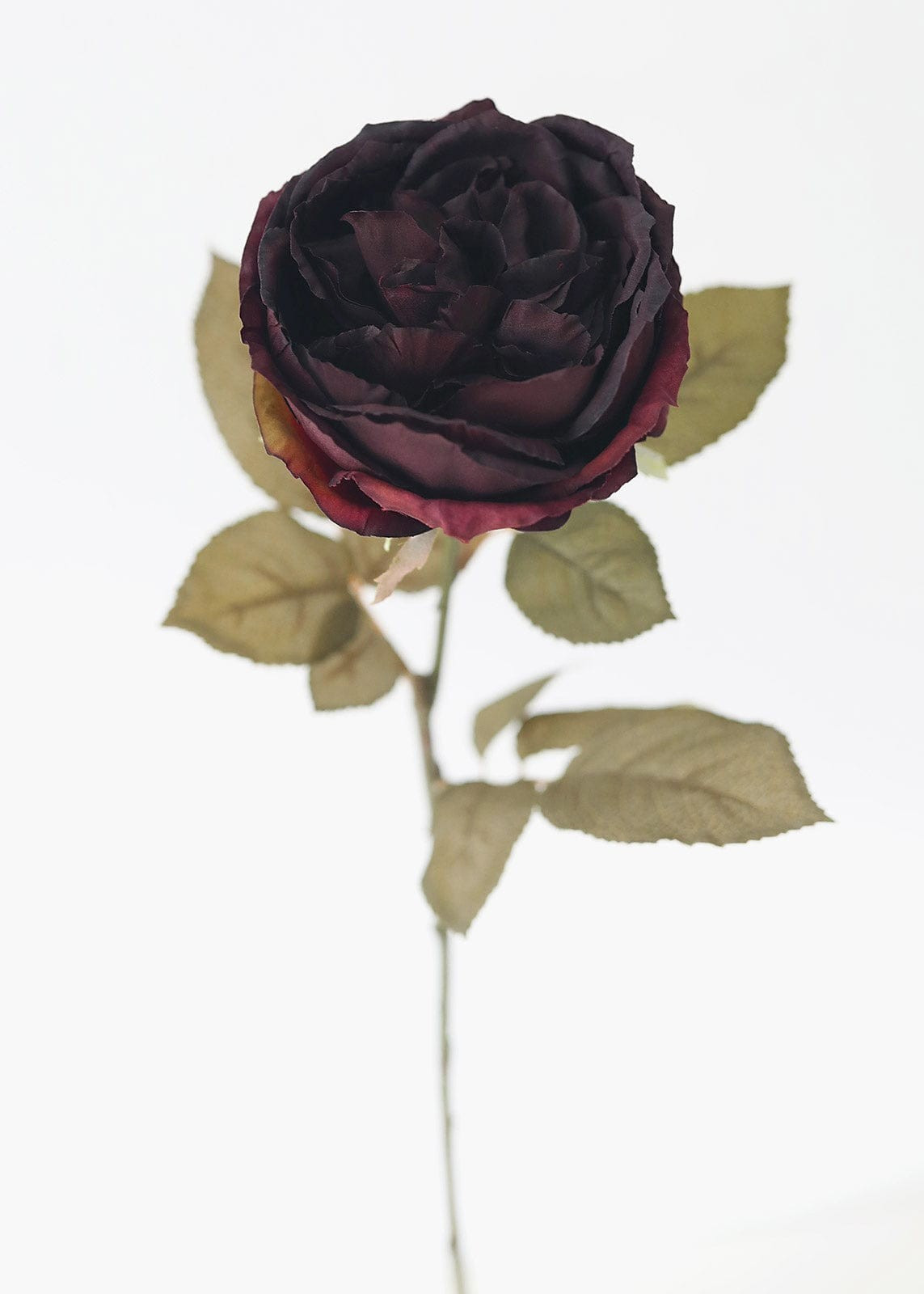 Eggplant Silk English Cabbage Rose - 25 | Afloral (US)