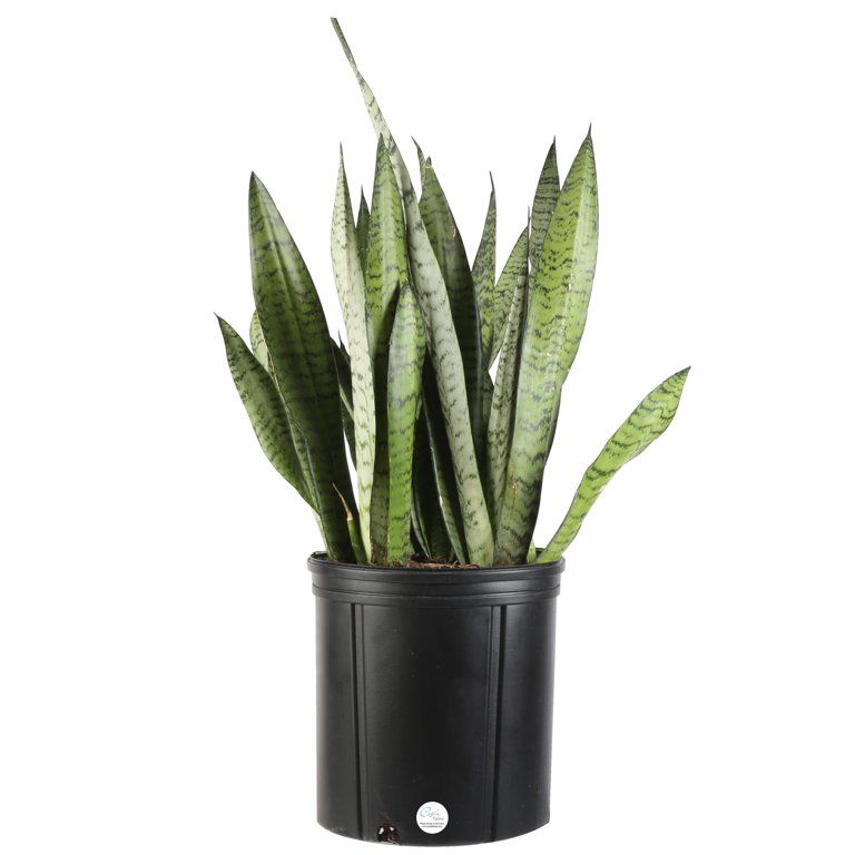 Costa Farms Live Indoor 30in. Tall Green Snake Plant; Bright, Indirect Sunlight Plant in 10in. Gr... | Walmart (US)