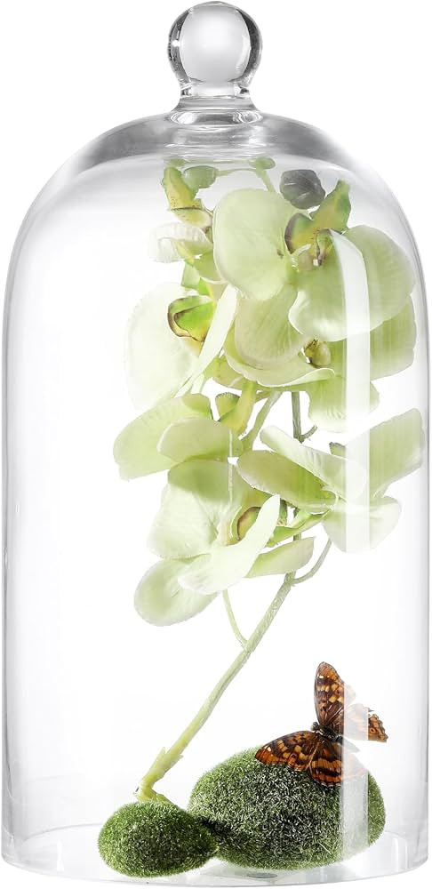 KMwares Clear Glass Display Dome Cloche Bell Jar Tabletop Decorative Case Covered Plants/Food (Me... | Amazon (US)