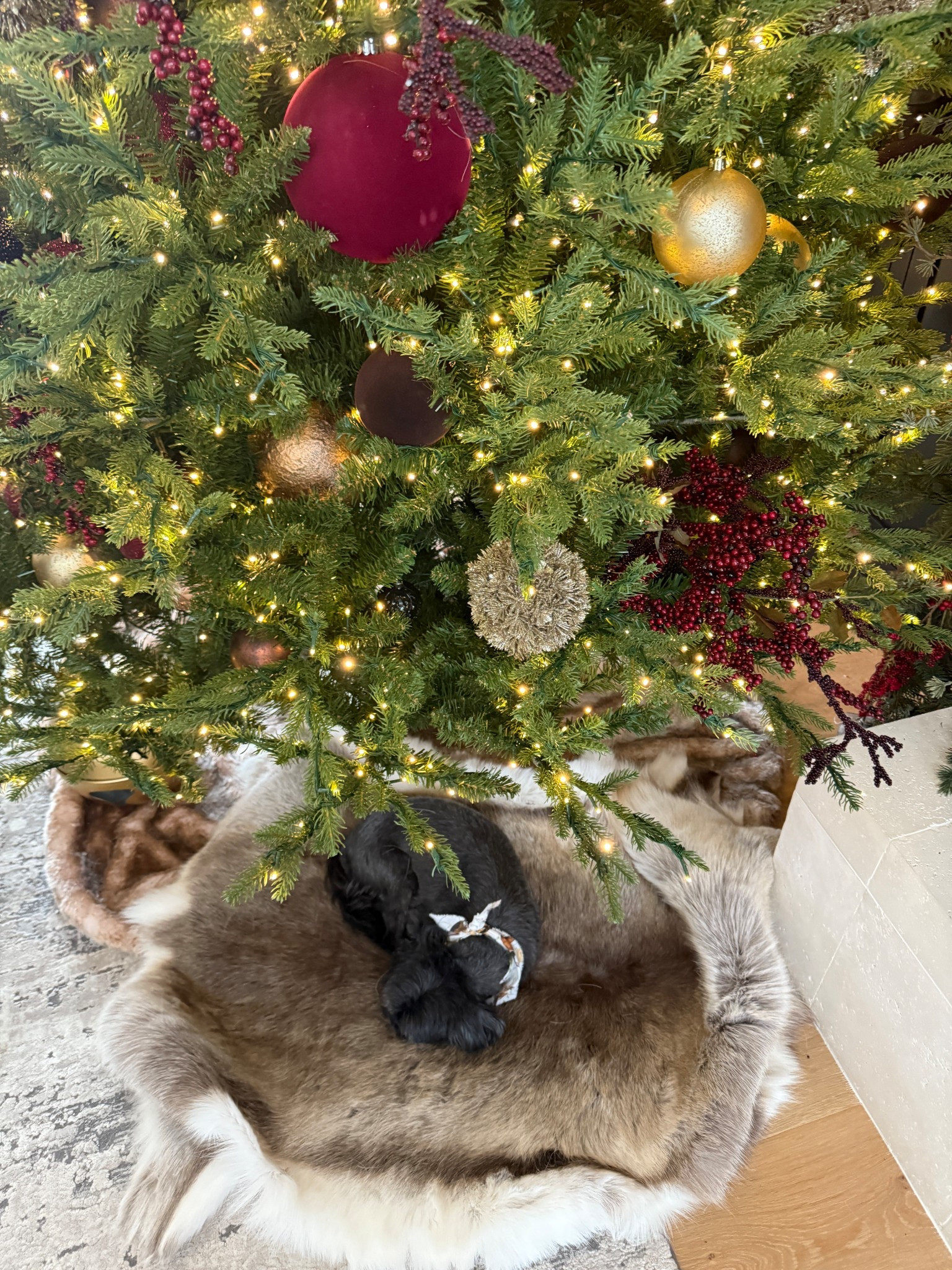 Chompers loves snuggling up under the Christmas tree. I did a mix of new and old ornaments this year. The burgundy accents are perfection!

#LTKHome #LTKSeasonal #LTKHoliday