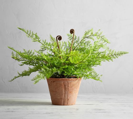 Faux Potted Fiddle Head Fern Houseplant | Pottery Barn (US)