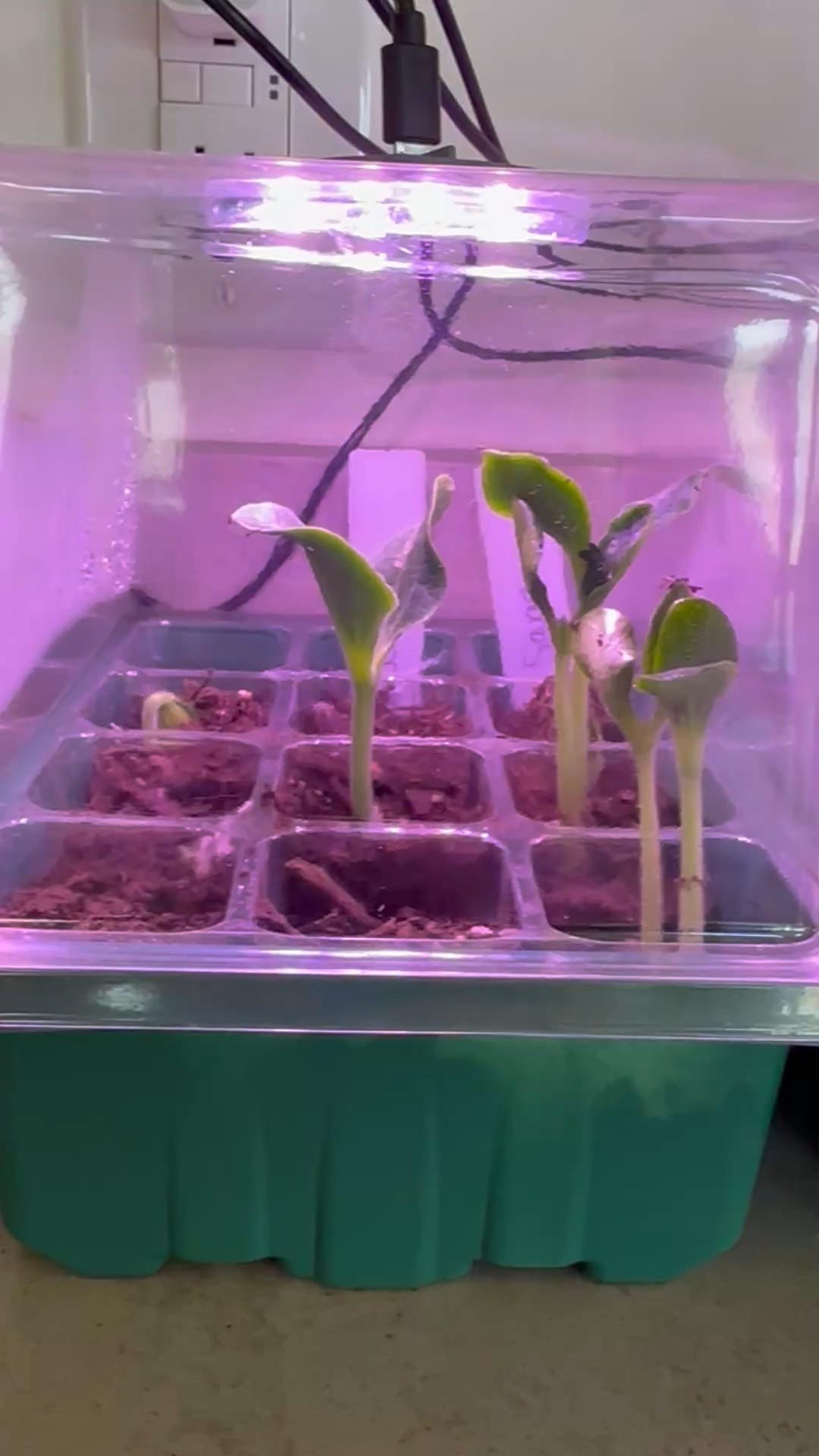 Easy, affordable, seedling starter that’s great quality for the price🌱

#LTKHome #LTKSeasonal #LTKFamily