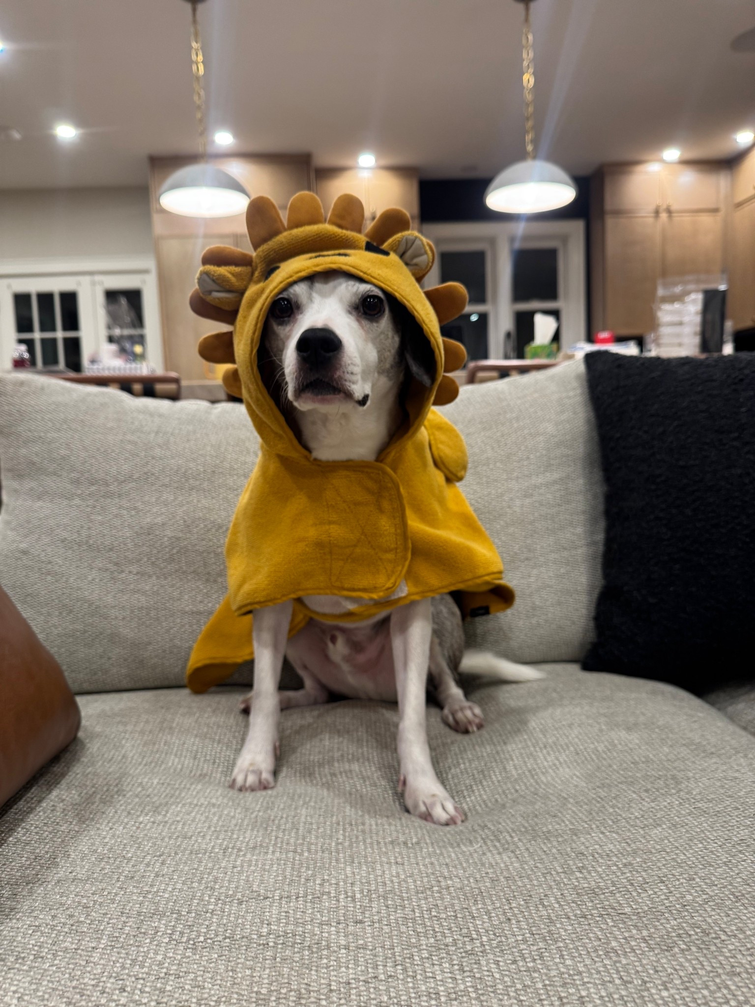 In case you were wondering… your dog needs a robe for after baths 😂

#LTKFindsUnder50 #LTKHome