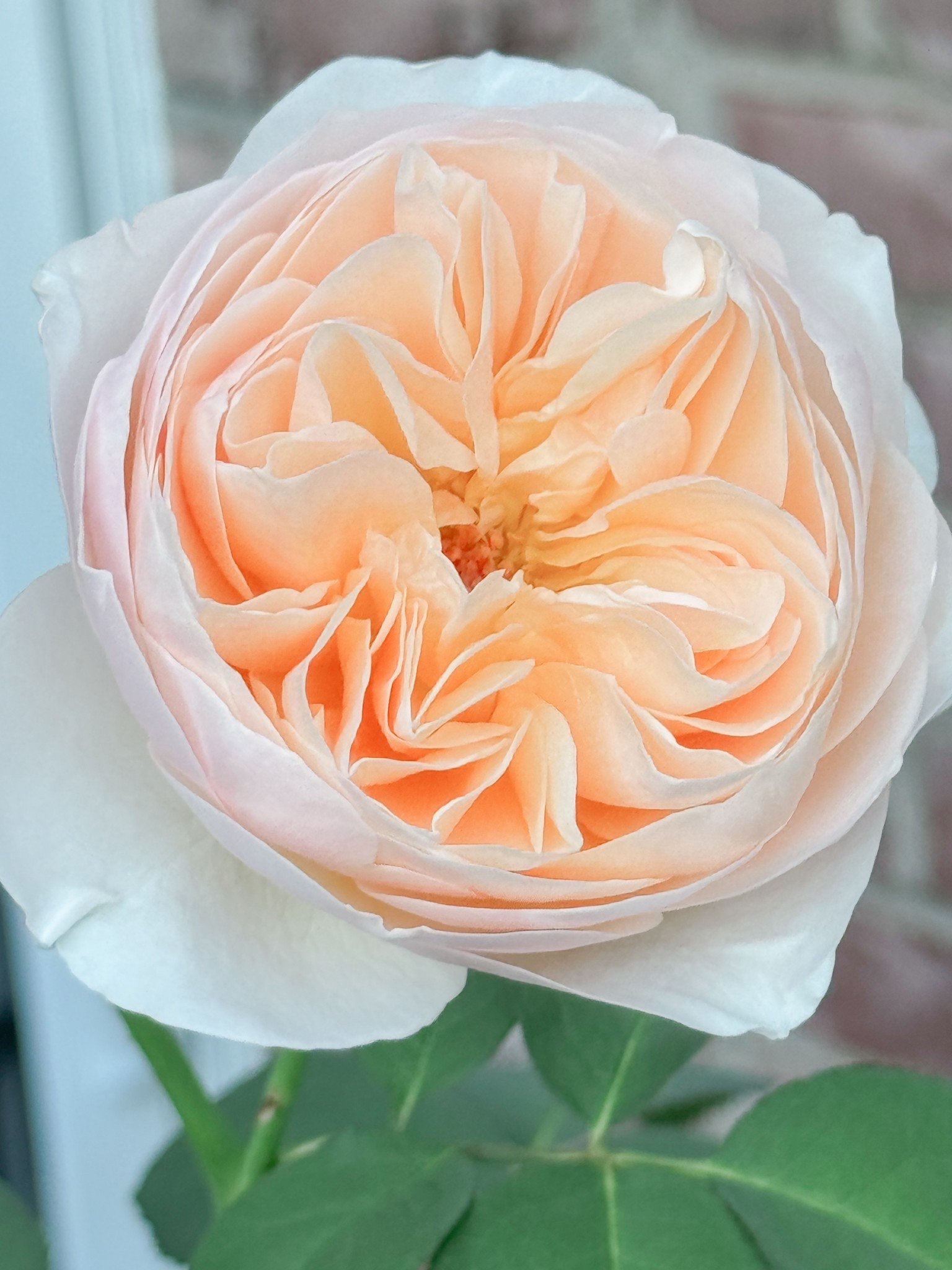 The one everyone drools over, Juliet, or Ausjameson  

#LTKHome #LTKspringtrends #LTKspring