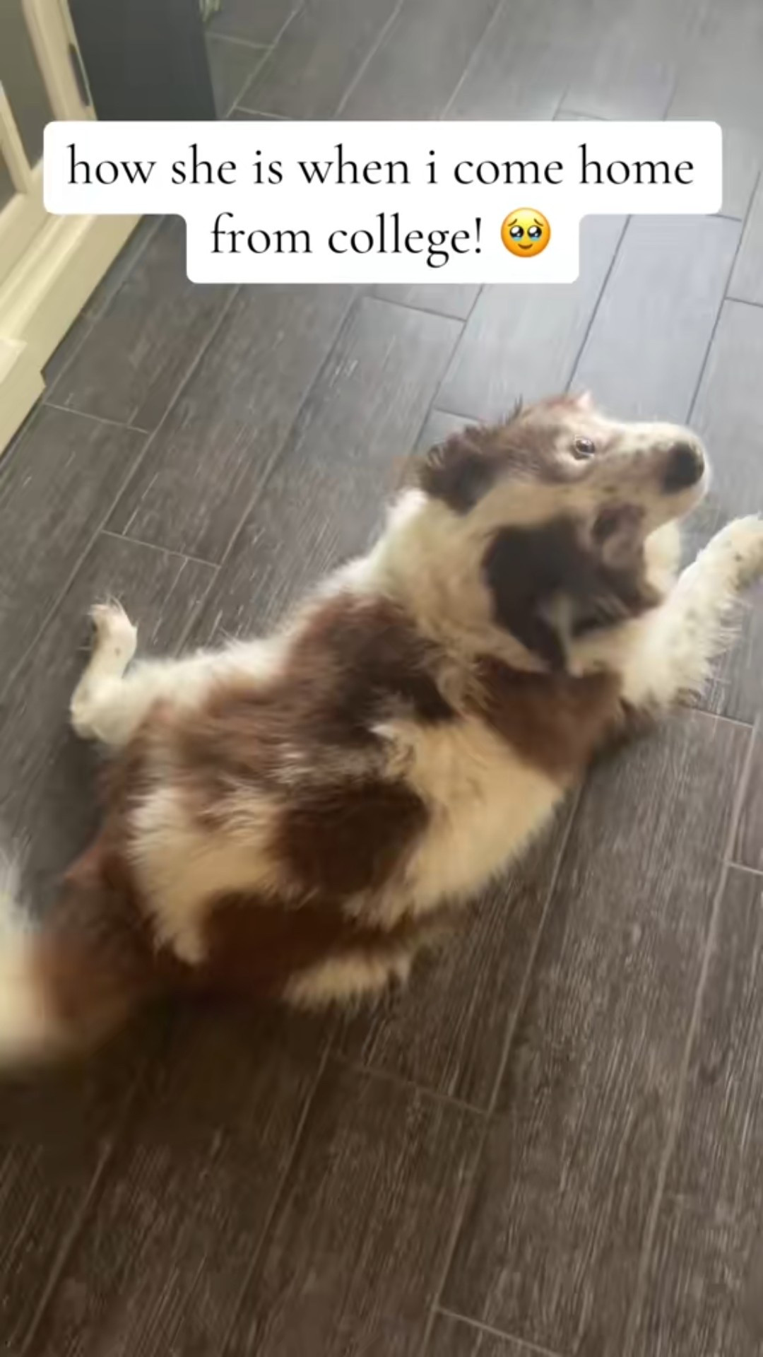 When you realize your dog’s been waiting all day just to wag his tail when you walk in 🥹🐾💛 #DogMom #CollegeLife #FurBabyLove #Tru2Design #PuppyLove #HomeSweetHome #LTKPet

#LTKPets #LTKOver40 #LTKSeasonal