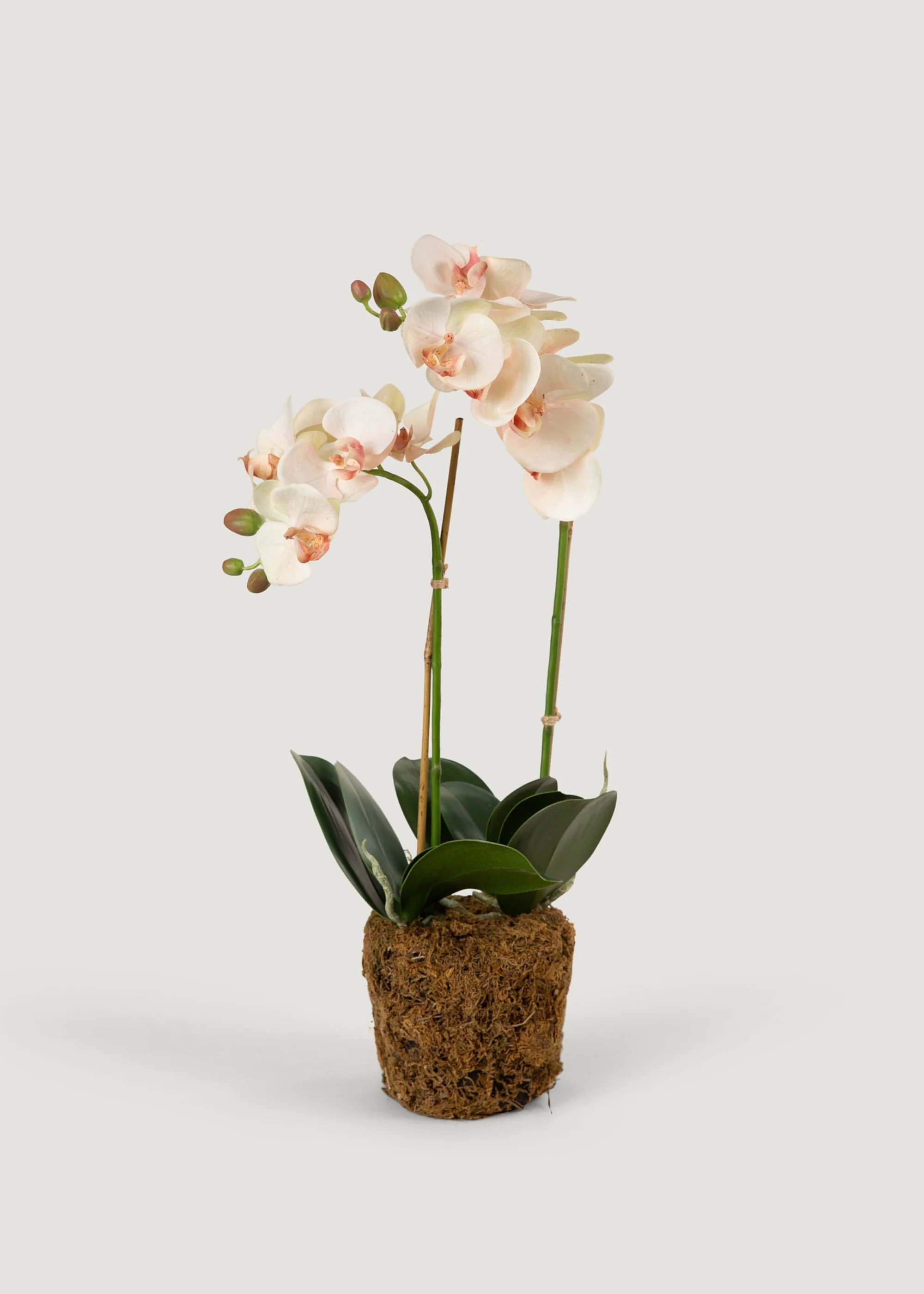 Faux Blush Phalaenopsis Orchid Drop-In Plant - 23 | Afloral