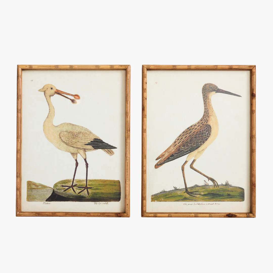 Shorebird Prints | Dear Keaton
