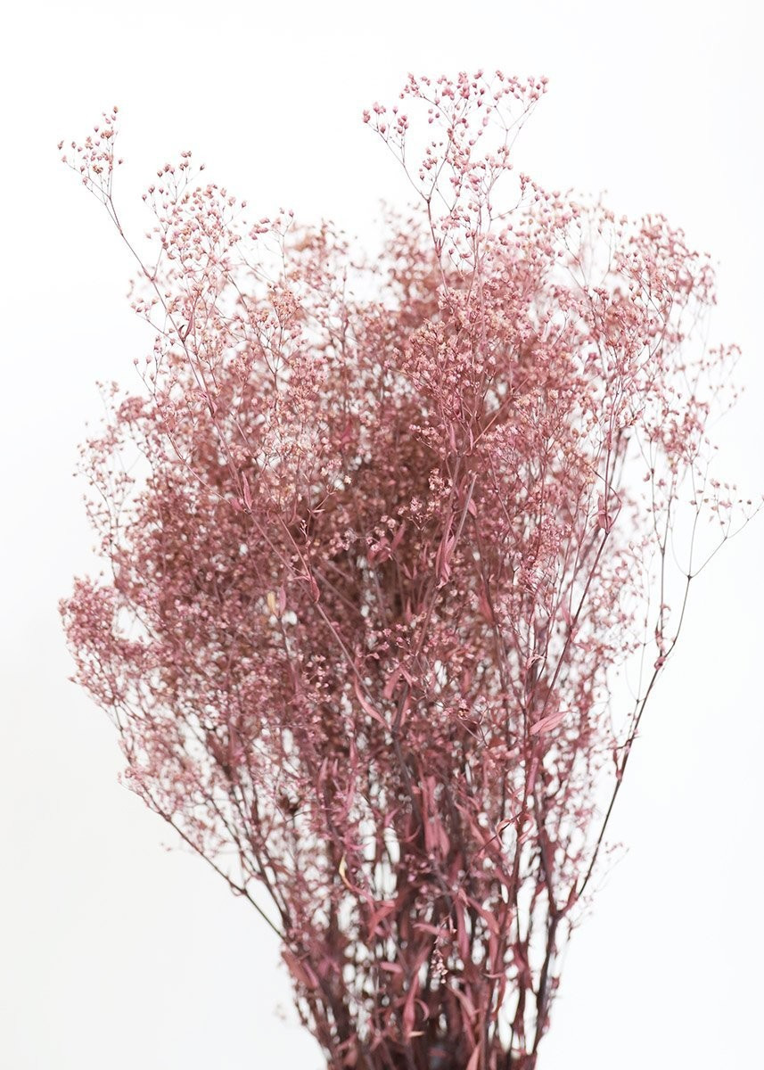 Preserved Mauve Brown Stardust Gyp Bundle | Afloral (US)