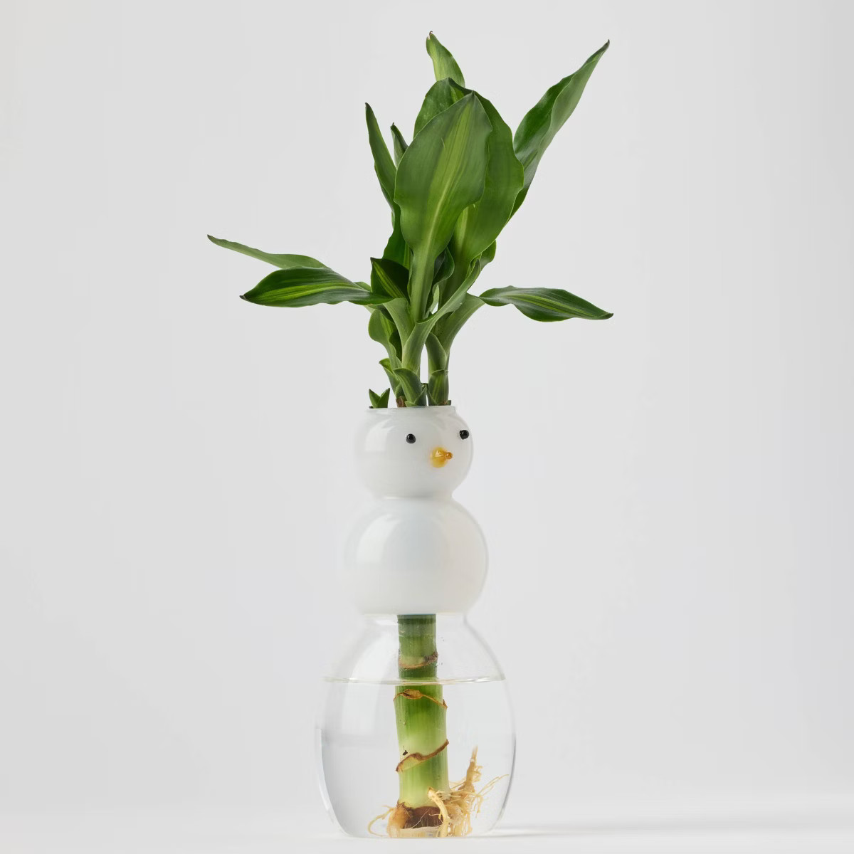 Holiday Snow Roots Live Plant - Good Little Garden™ | Target
