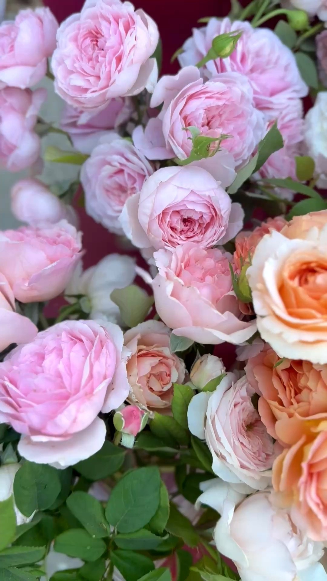 Beautiful garden roses we cut this morning at our flower farm in Northern California! ❤️

#LTKdayinmylife #LTKHome #LTKSeasonal