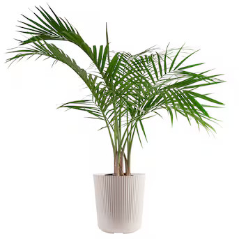 Costa Farms Majesty Palm Tree, House plant in 10 Inch(es) Pot 1 -Pack | Lowe's