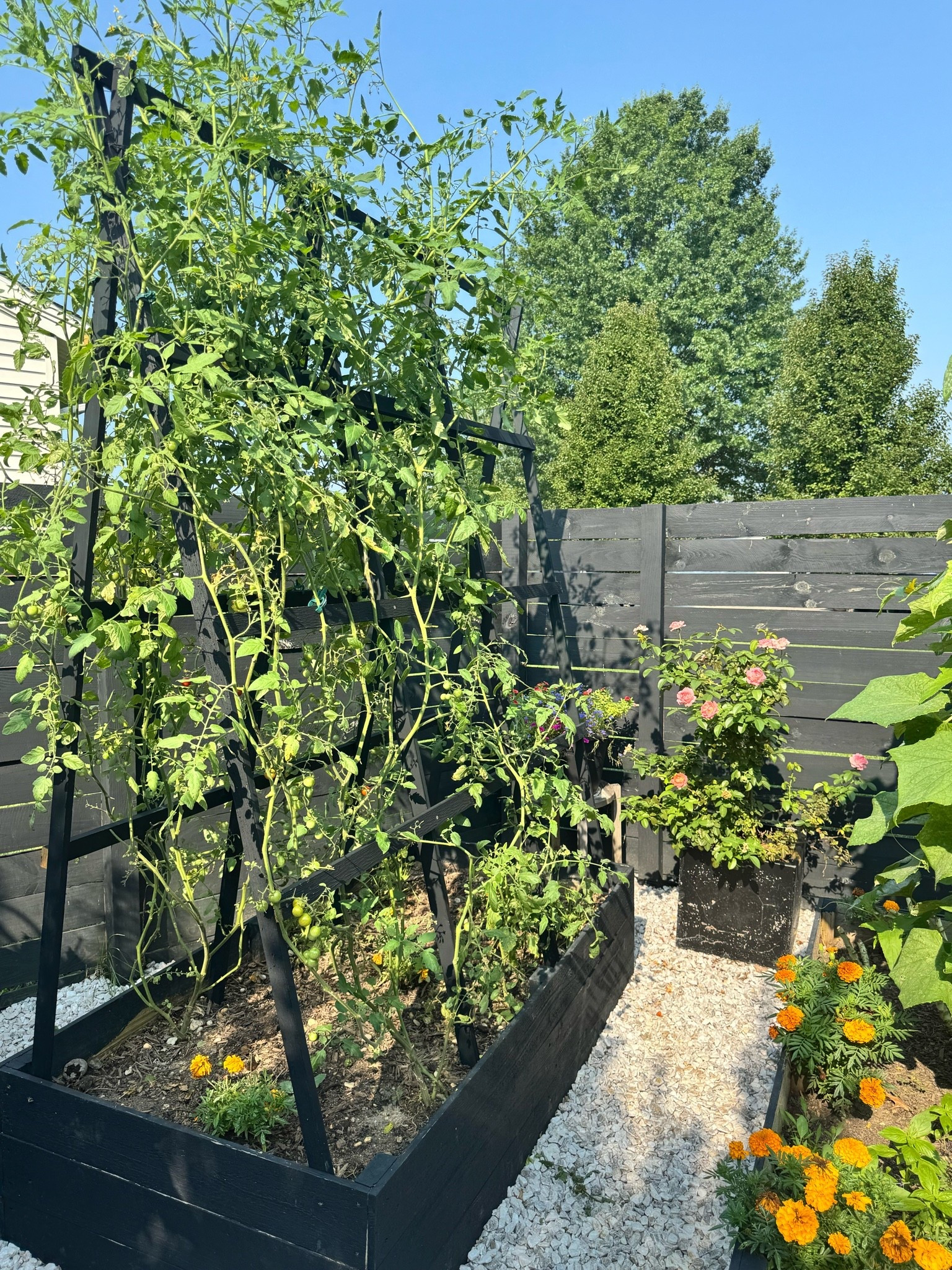 DIY TOMATO TRELLIS 🍅 

Everything you need below to get started from wood stain, to tools and more!

#LTKHome #LTKSeasonal #LTKdayinmylife