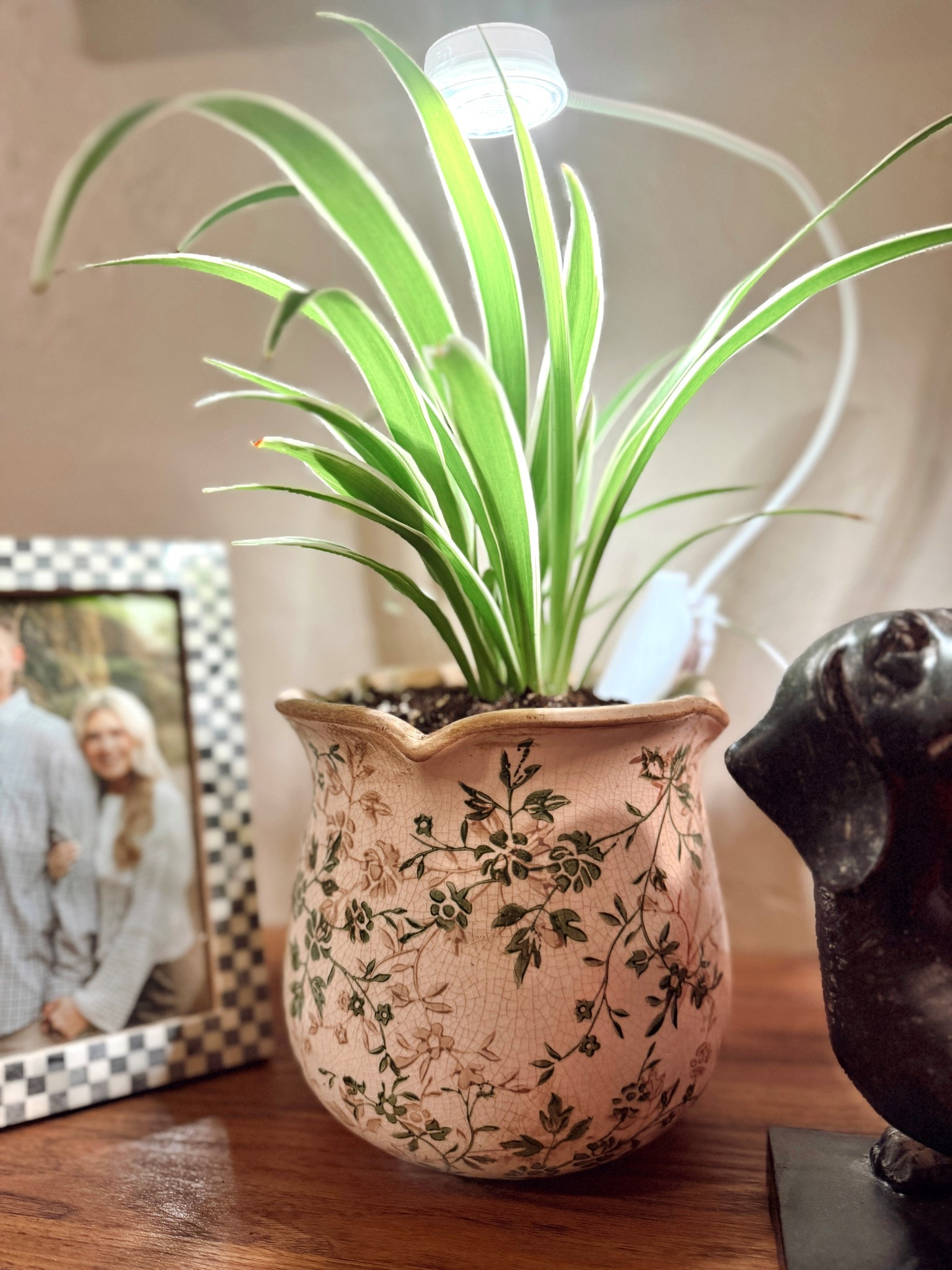Another vintage pot I just got in 😍😍🪴 pot, spider plant, and plant light all from Amazon! #amazon #amazonfinds #vintage #homedecor 

#LTKHome #LTKFindsUnder50 #LTKCyberWeek