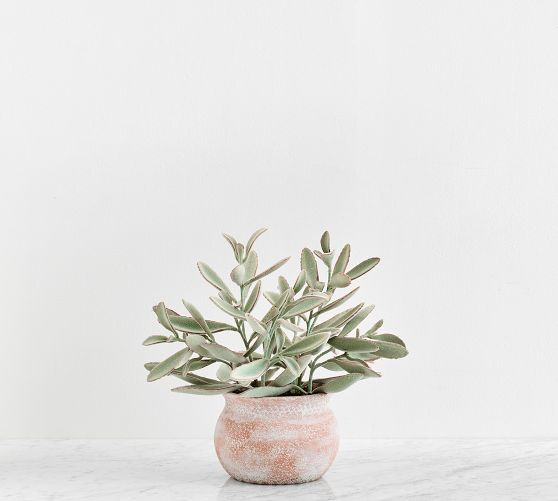 Faux Potted Faded Succulent | Pottery Barn (US)