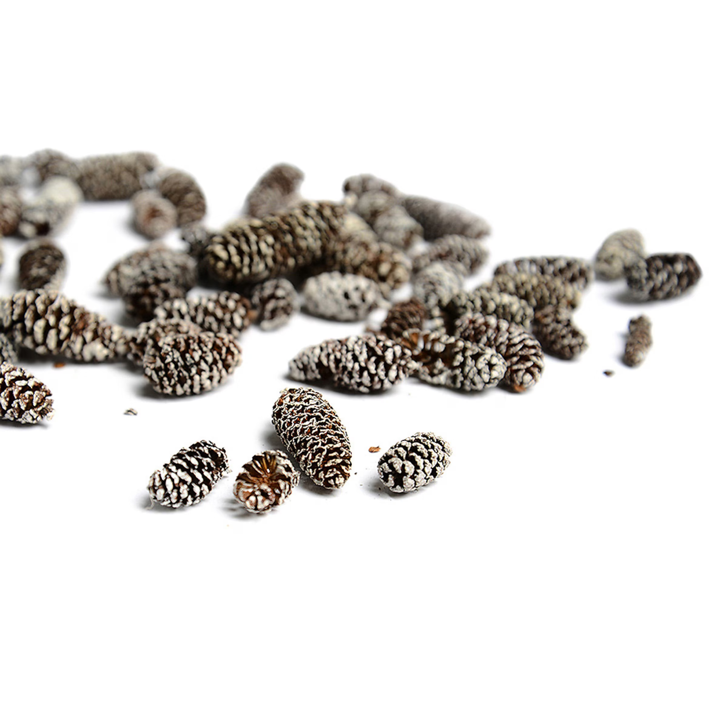 Deko-Birkenzapfen online kaufen | DEPOT | DEPOT Onlineshop DE