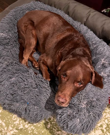 The best dog bed blanket. We throw this over our waterproof dog bed to make it softer and then when we need to wash the bed it’s simple! No taking apart a whole bed to clean it. 🐾 #dogs 