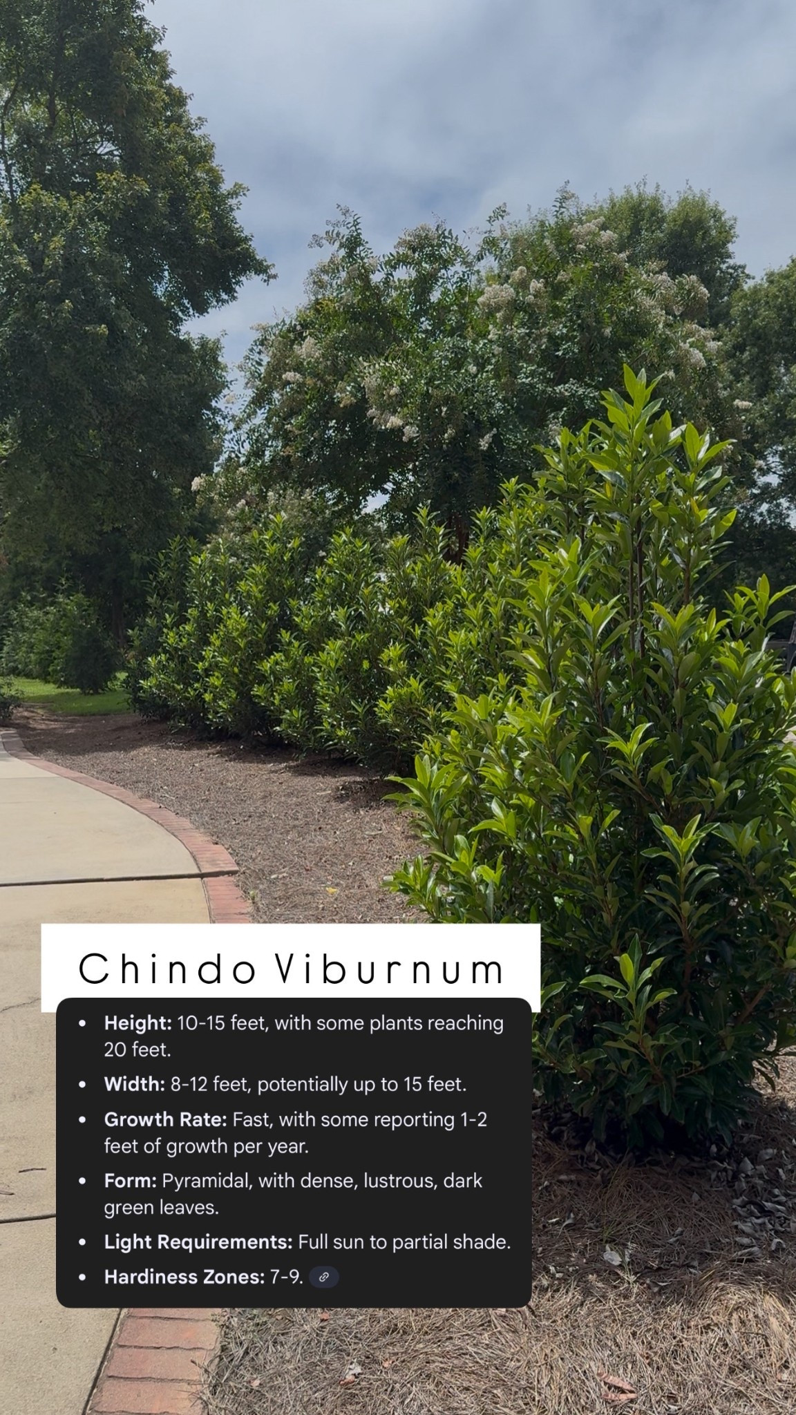 Fast growing trees | privacy trees | privacy hedge | plants | Lowe’s | Home Depot | privacy trees | amazon 

#LTKHome #LTKSeasonal #LTKFindsUnder100