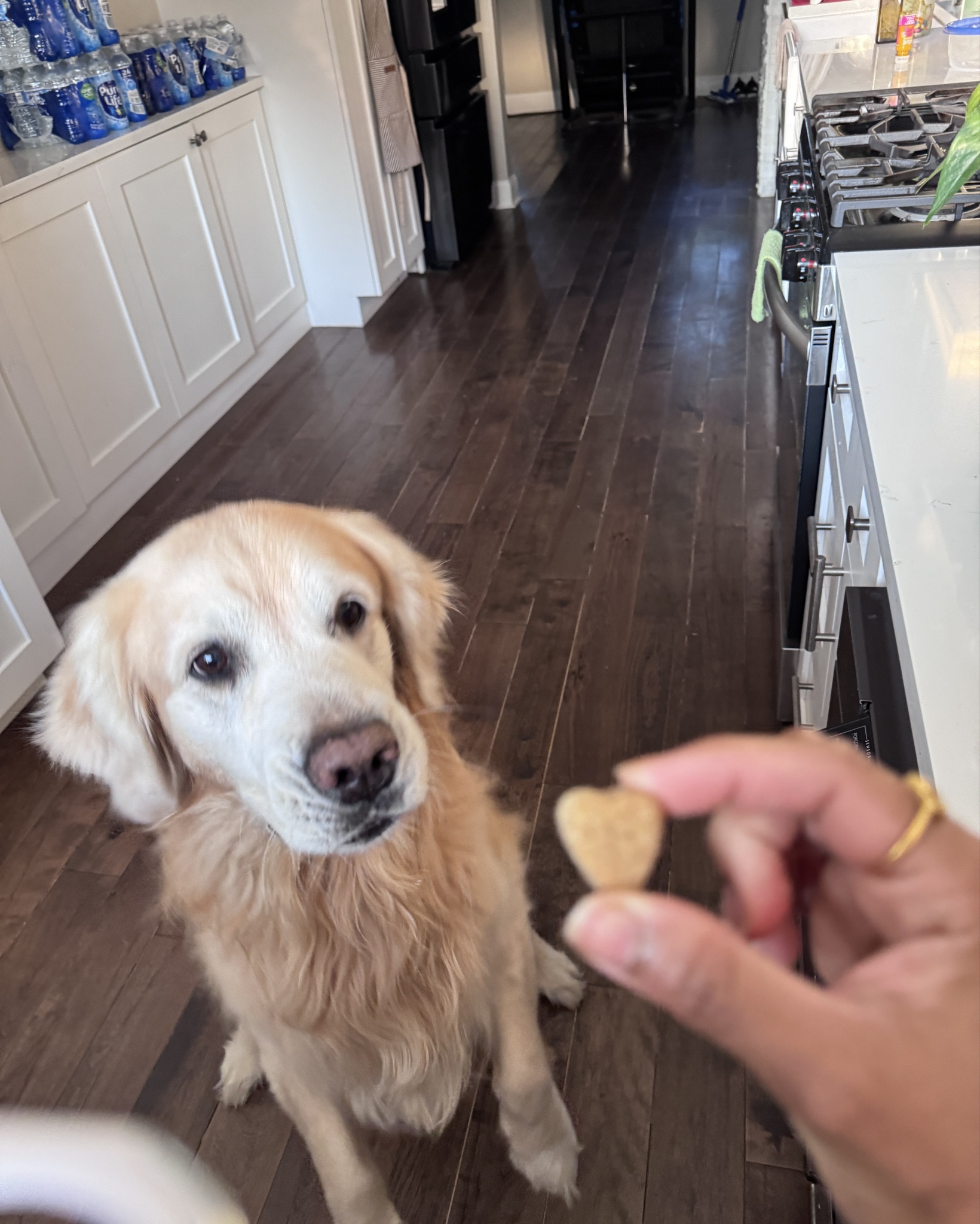 Multivitamins for my golden retriever Champ 🐾♥️

#LTKPets #LTKKids #LTKHome