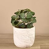 BLOOMR Potted Artificial Eucalyptus Moss Tree, Trendy Luxury Silk Fabric Green Decorative Indoor Fau | Amazon (US)