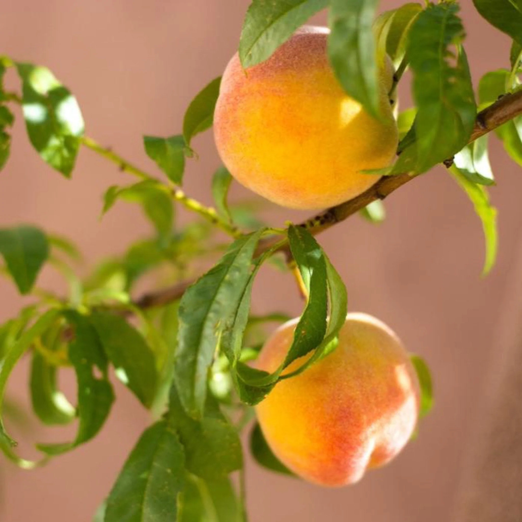 Garden Gold Miniature Peach Tree | The Sill