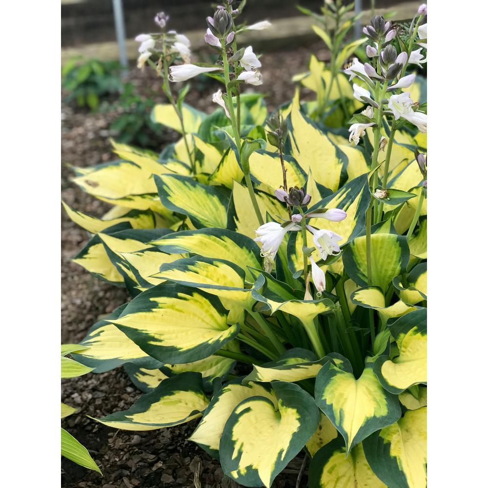 national PLANT NETWORK Bare Root Forbidden Fruit Chartreuse-Green Hosta Plant (3-Piece) | The Home Depot