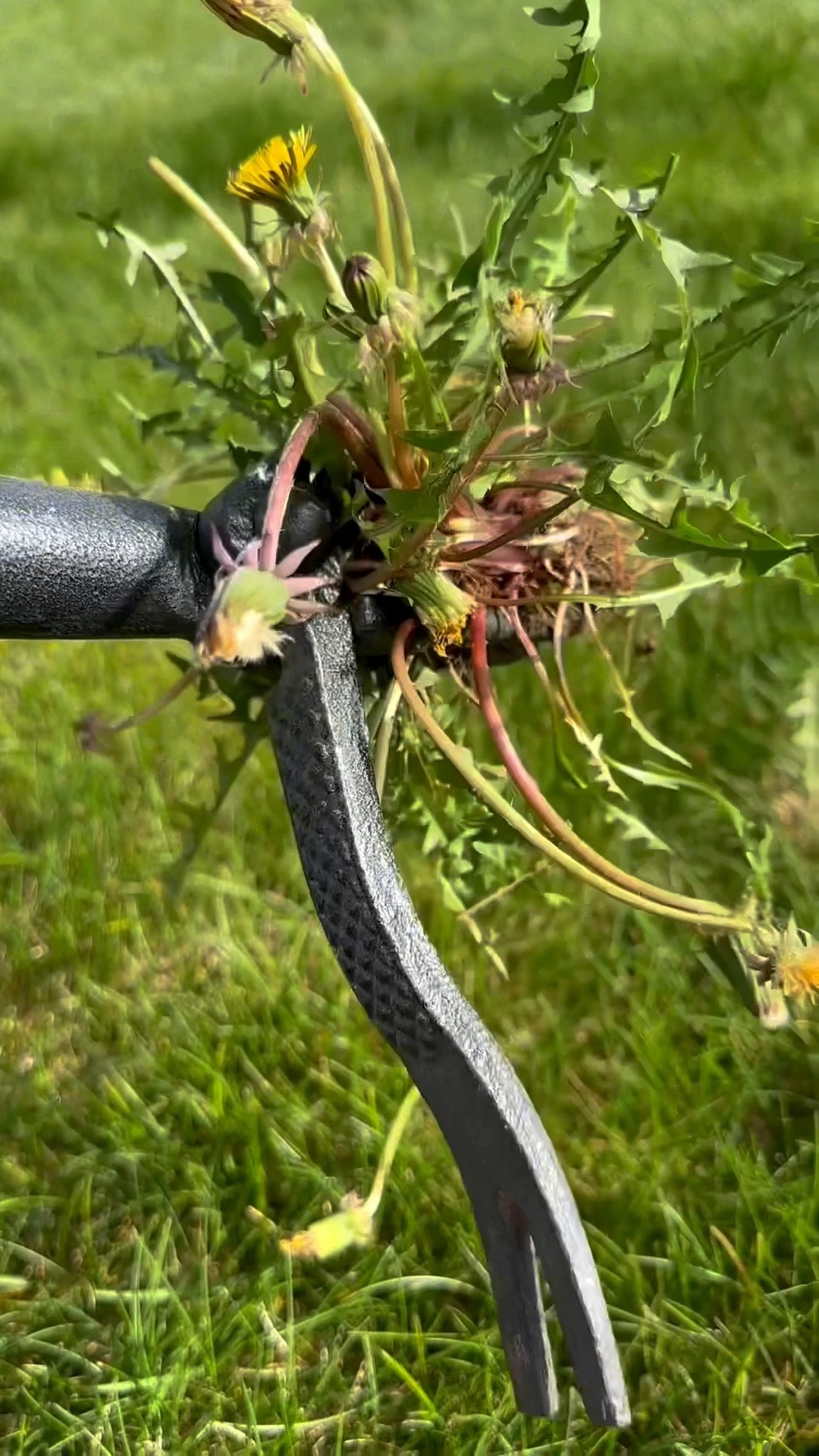 It's my ASMR🌻🍃🌱
#weeding #lawntok
#gardening Iyardwork #lawncare

#LTKHome #LTKActive #LTKSeasonal