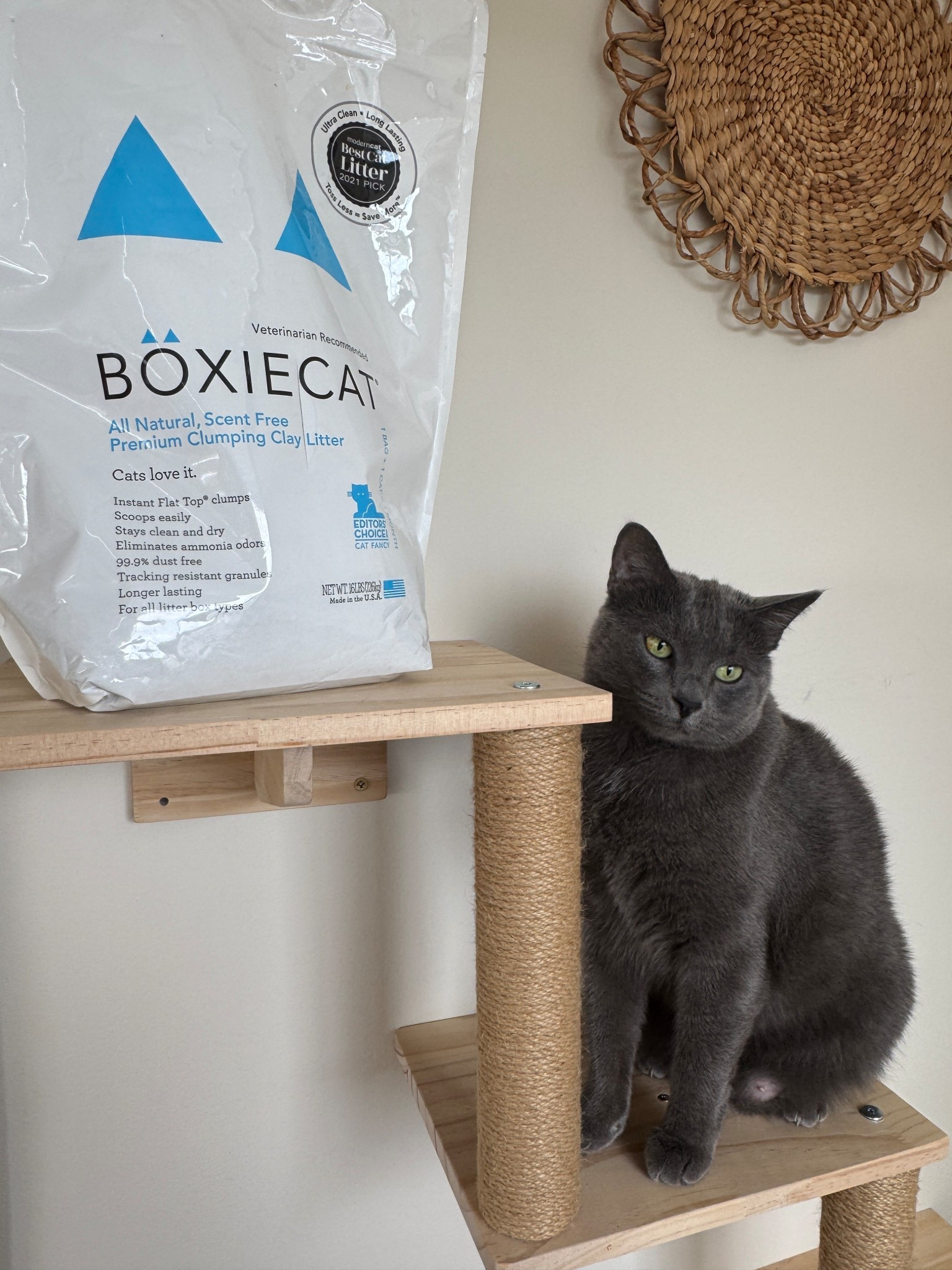 Some of the best cat litter I’ve come across. It’s definitely easy to use for the cats and I like the unscented because it doesn’t leave and after smell or anything. So far, I’ve had it for about two weeks and it is nice. It doesn’t have a lot of dust when applying the cat litter or refreshing and it is least resistant to spreading across your home which is what we know a problem when it comes to cat litter, definitely recommend.! 

#ltkpets #catlitter #catmom #catdad #boxiecat #anazon #amaonpets

#LTKPets #LTKHome