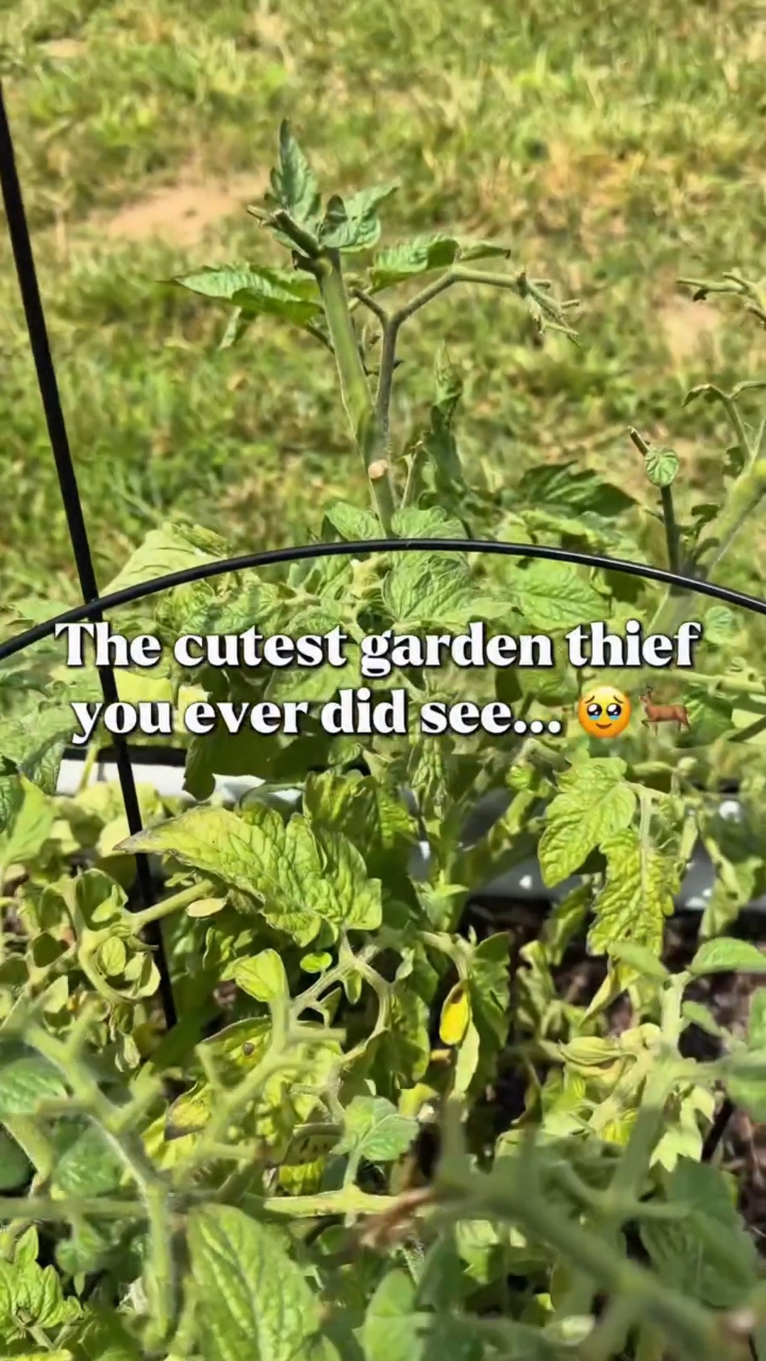 POV: You spend months growing a vegetable garden… just to realize you’re actually gardening for the neighborhood deer. 😂🌱🦌

Apparently they decided to leave me exactly 4 cherry tomatoes and half a cucumber today. How thoughtful. 🤣

But wait until the end because you’ll see the sweetest little baby deer… and honestly, how am I supposed to stay mad after that?! 🥹❤️ They can have all the cherry tomatoes they want.

The only sad part? I haven’t harvested a single heirloom tomato this year because the deer keep eating them before they’re ripe enough to pick. 😅 I guess my garden has officially become a wildlife buffet.

Tell me I’m not the only one… What keeps eating your garden? Deer, squirrels, rabbits, or something else? ⬇️

#gardenhumor #babydeer #inmygardentoday #deerofinstagram #summergarden