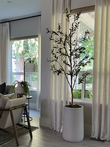 A slender minimal olive tree! I love the airy look of it in front of the window. 
Perfect for smaller spaces too! 
Modern organic home decor. 