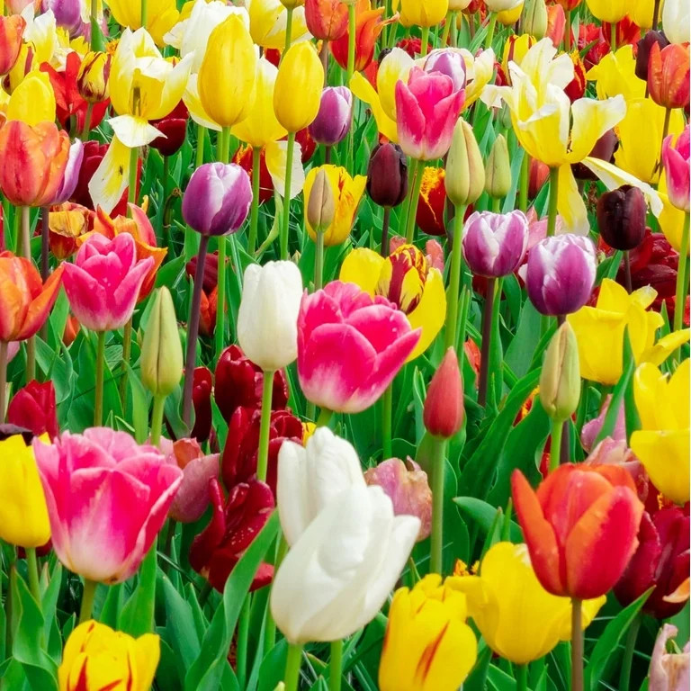 25 Mixed Tulip Bulbs – Easy-to-Grow Assorted Tulips for Spring Color – Perfect for Beds, Bord... | Walmart (US)
