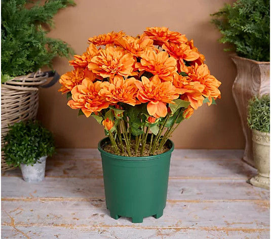24" Deluxe Mums in Starter Pot by Valerie - QVC.com | QVC