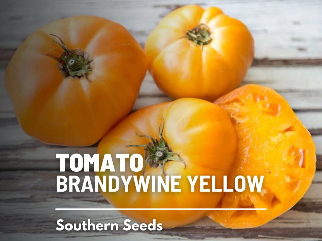 Tomato, Brandywine Yellow seeds - Heirloom Vegetable (Lycopersicon esculentum) - Indeterminate Va... | Etsy (US)