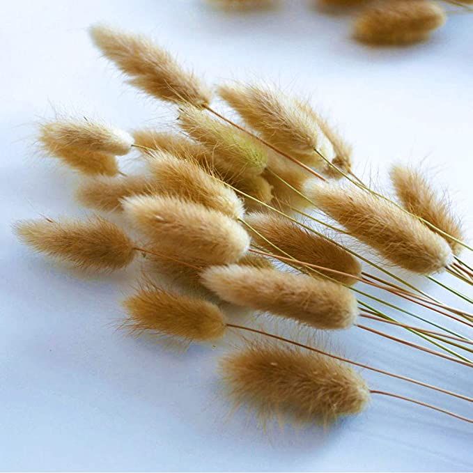 Caiyun Manor 100 Pcs Natural Rabbit Tail Grass Dried, for Home,Wedding、Party Themed Decorations... | Amazon (US)