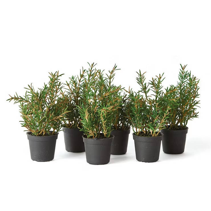 Plum & Post Rosemary Drop-Ins 6.5" , Set Of 6 | Target