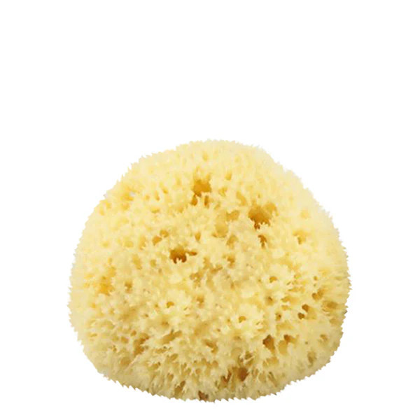 The Sponge Company Natural Sea Sponge #1 #10076884 | Smallflower