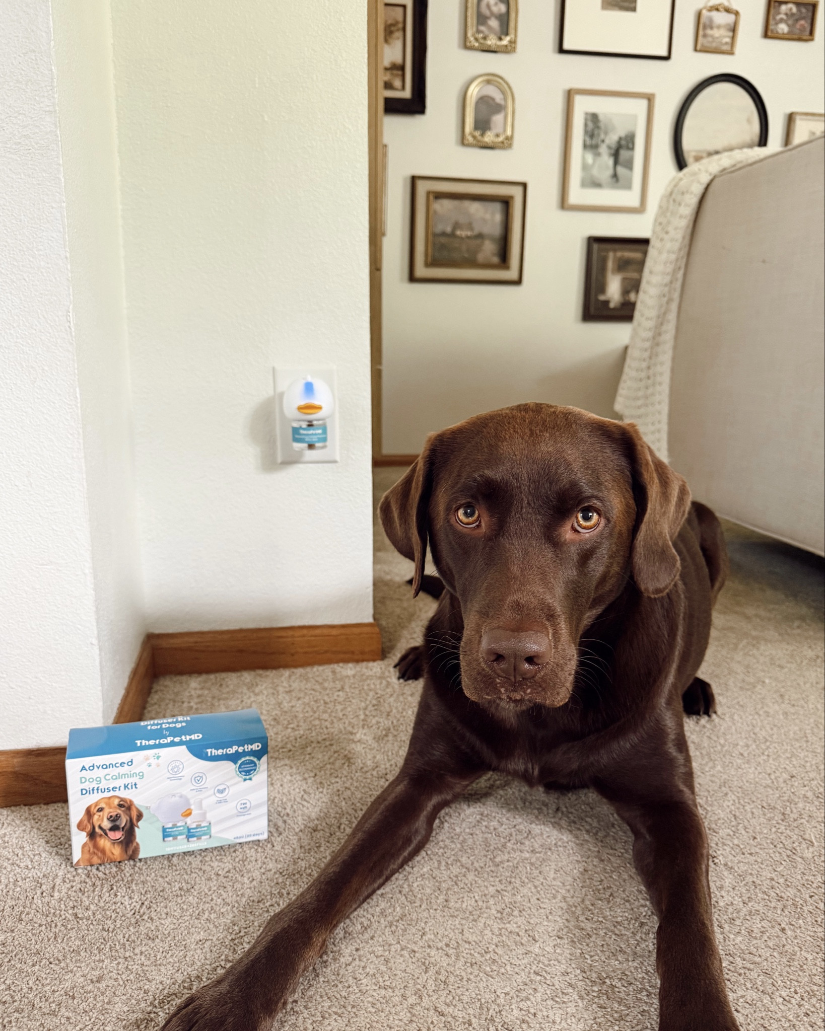 We tried out the @therapetmd calming pet diffuser this weekend, one of the reasons being that Milo is a very anxious & cautious dog 🐶😅

This diffuser is designed to release dog pheromones to help calm your dog’s anxiety + stress to make them feel more relaxed in the space ☁️🌟😌

It is super easy to attach the liquid to the diffuser, then just plug it in and press the yellow button to turn it on!

You can shop this diffuser using the link in our bio! 🛒🙌🏻

#dogdiffuser #dogpheromones #dogproducts

#LTKPets #LTKHome