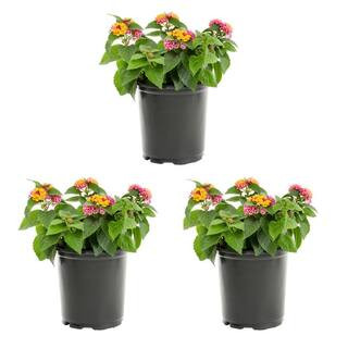 METROLINA GREENHOUSES 2 Qt. Multi-Color Lantana Annual Plant (3-Pack) 5178 - The Home Depot | The Home Depot
