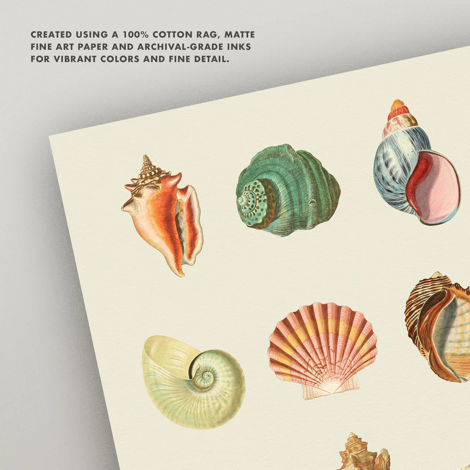 Vintage Shell Print • Antique Beach Shells Chart • 4 Sizes! • Vintage Seashell Diagram • ... | Etsy (Global)