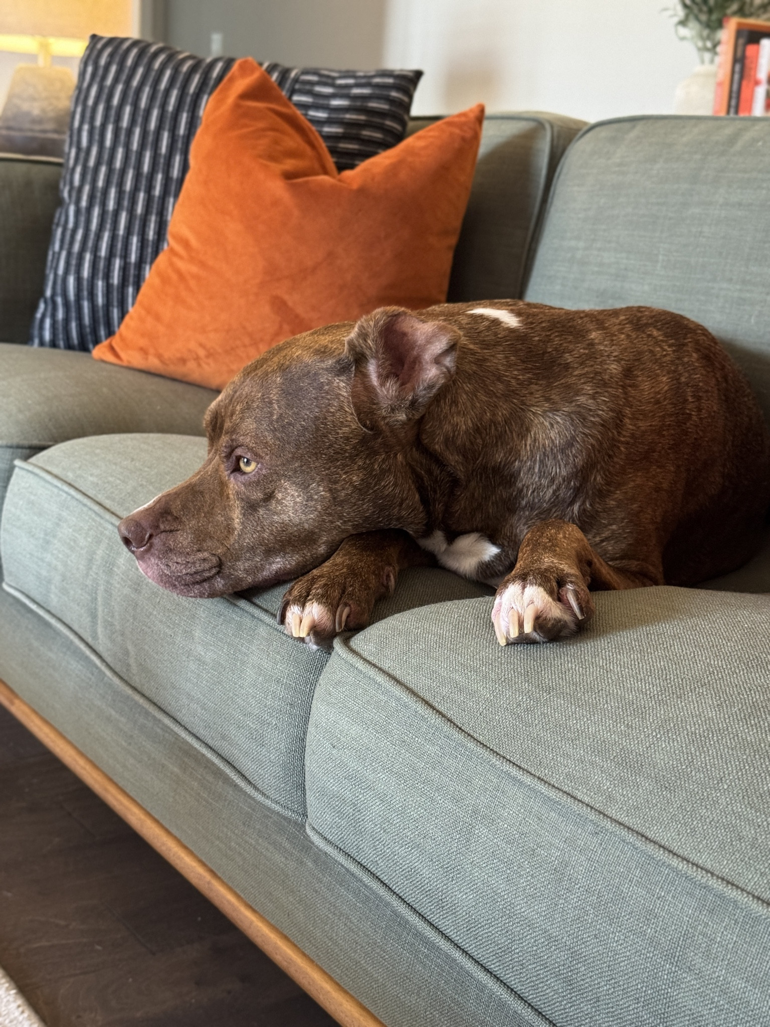 Koda Woda 😘🤎🐶

#LTKHome #LTKStyleTip #LTKPets