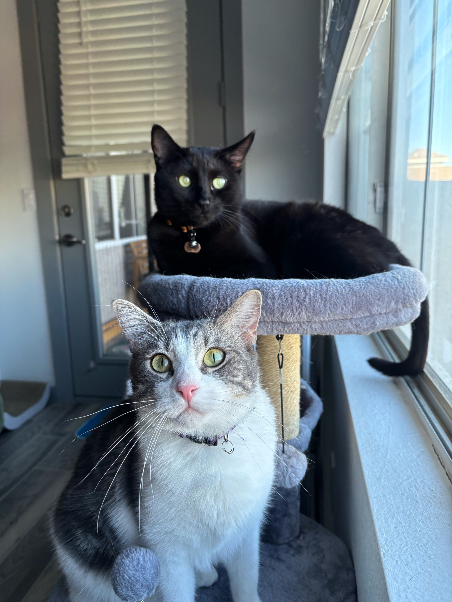 Brotherly time on one of our favorite cat trees! 

#LTKPets #LTKHome #LTKGiftGuide