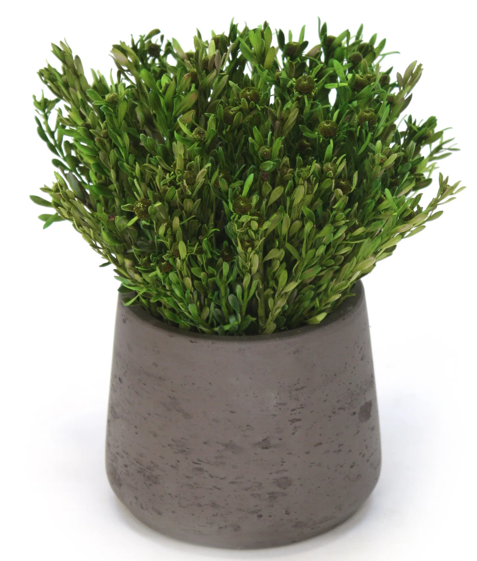 9'' Herbs Plant in Stone Pot (Set of 2) | Wayfair North America