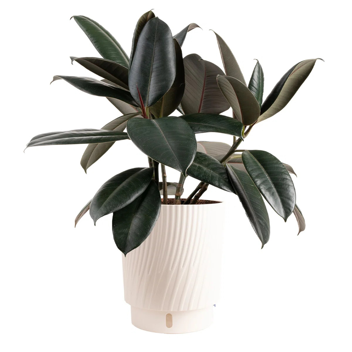 Costa Farms Indoor Burgundy Rubber House Plant in 9.93" Self-watering Décor Pot | Wayfair North America