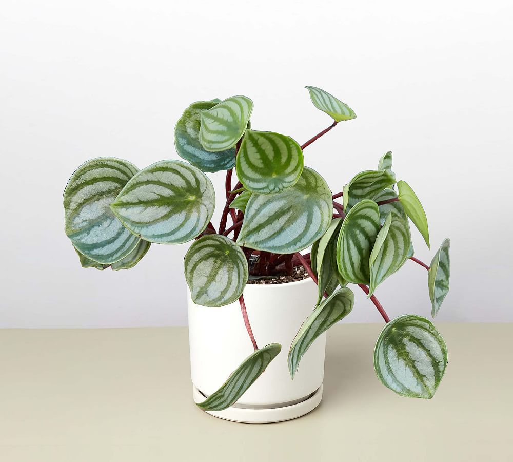 Live Peperomia In Planter | Pottery Barn (US)