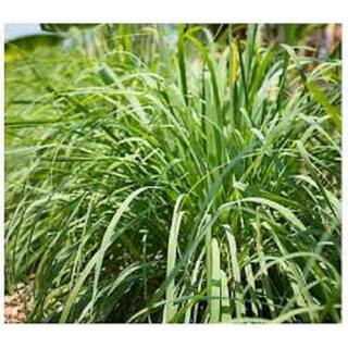 National Plant Network 2.5 Qt. Lemon Grass Plant HD1311 | The Home Depot