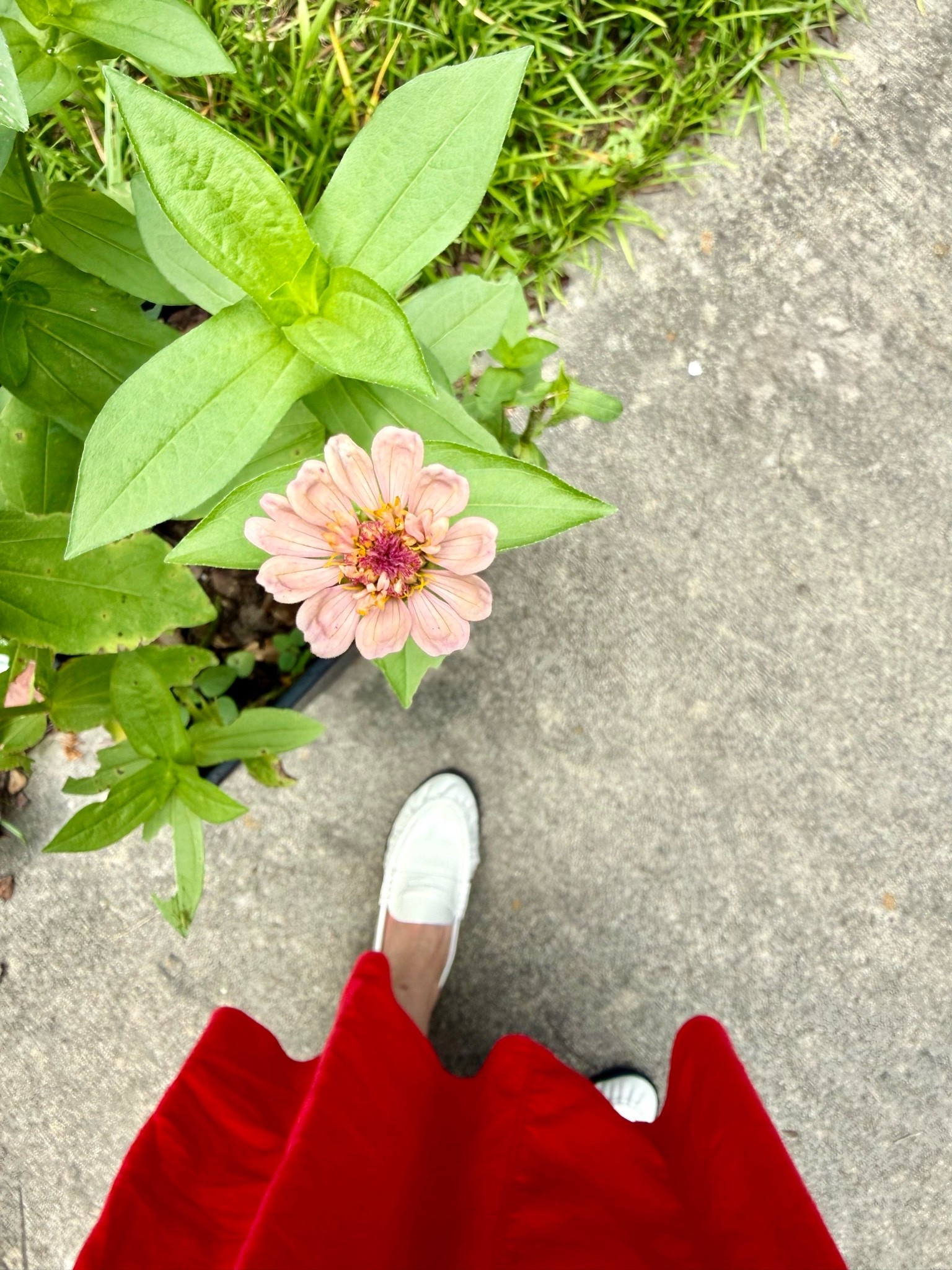 Red dress, white loafers, peach zinnias!

#LTKdayinmylife #LTKgrwm #LTKootd